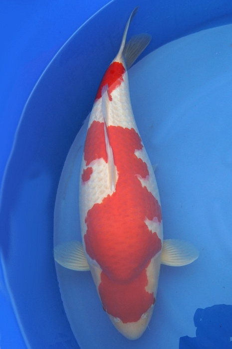 meerstaps kohaku 1711003