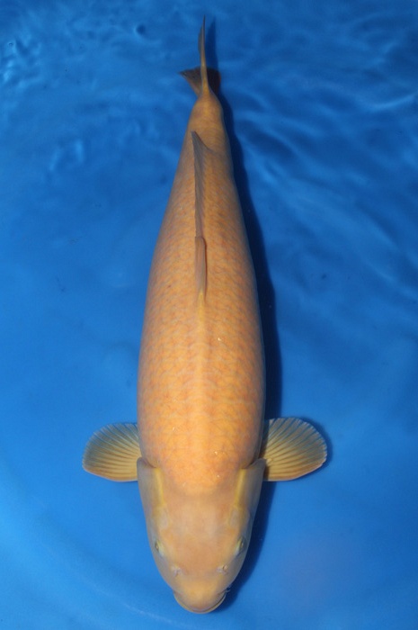 karashigoi 1711004