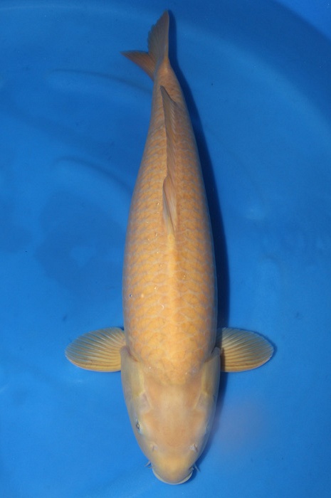 karashigoi 1711005