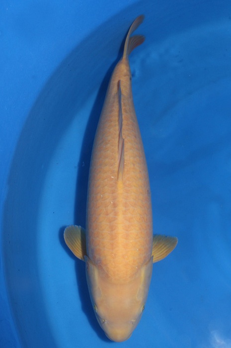 karashigoi 1711006