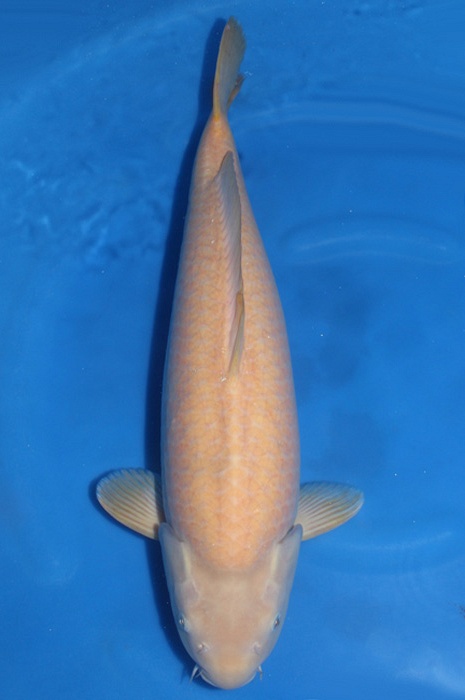 karashigoi 1711007