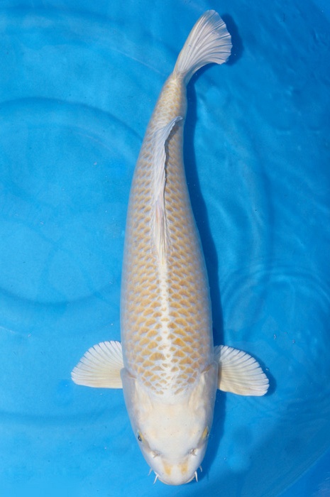 ogon 1712003