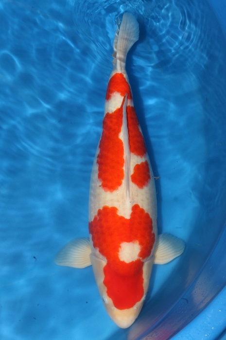 kohaku 1712005