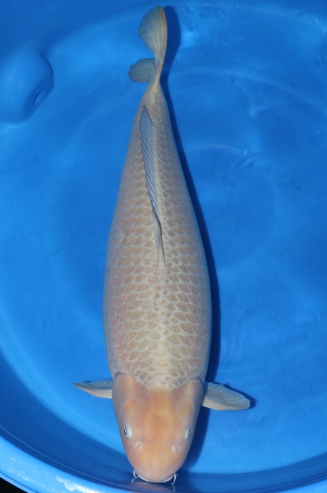chagoi 1712006
