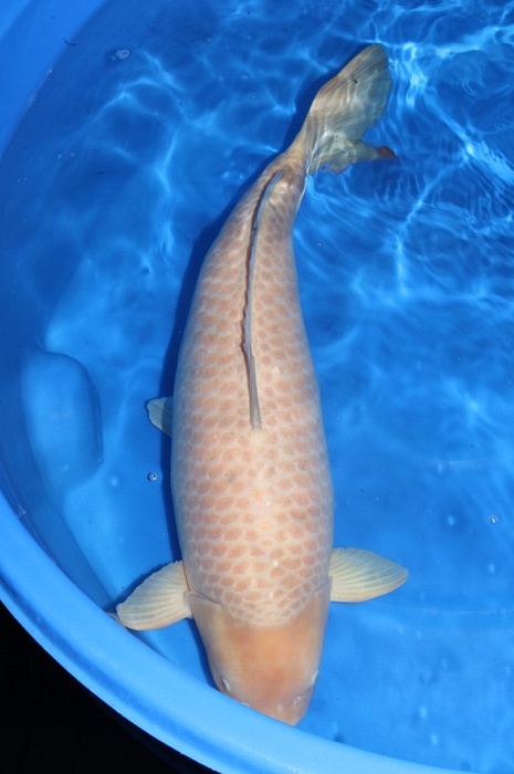 karashigoi 1712007