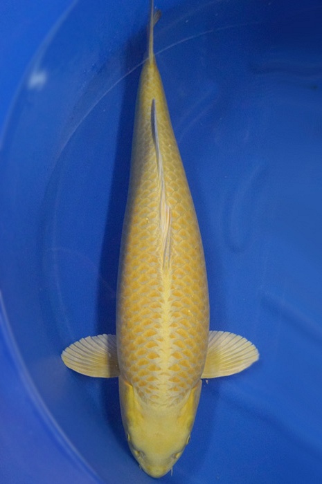 yamabuki 1712011