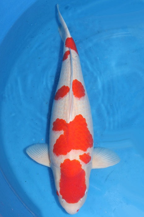 meerstaps kohaku 1802004
