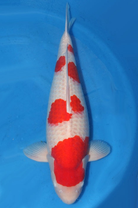 meerstaps kohaku 1802005