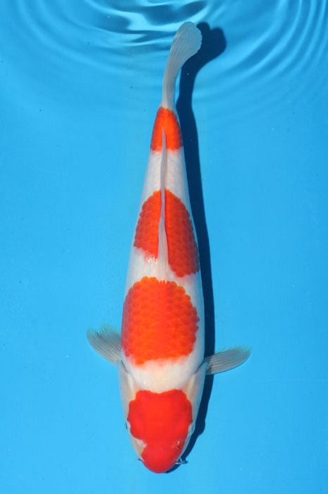 yondan kohaku 1803007