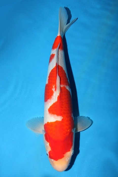 meerstaps kohaku 1803008