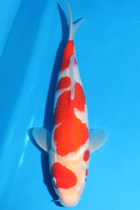 meerstaps kohaku 1803010