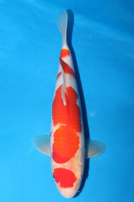 maruten kohaku 1803011