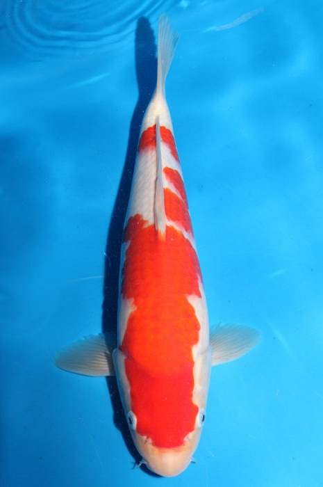 meerstaps kohaku 1803012