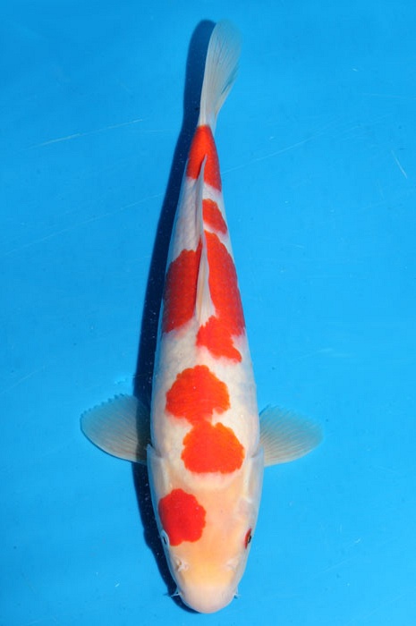meerstaps kohaku 1803013