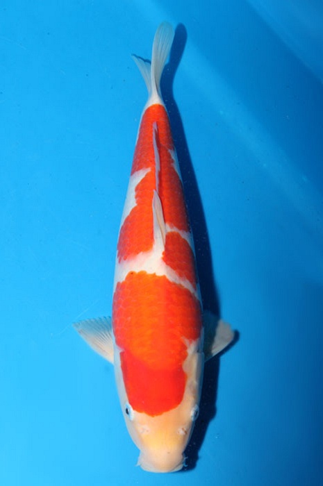 meerstaps kohaku 1803016