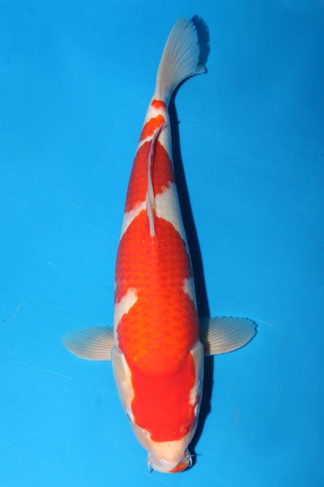 kohaku 1803017
