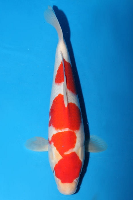 meerstaps maruten kohaku 1803018