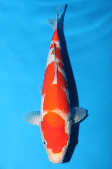 meerstaps kohaku 1803019