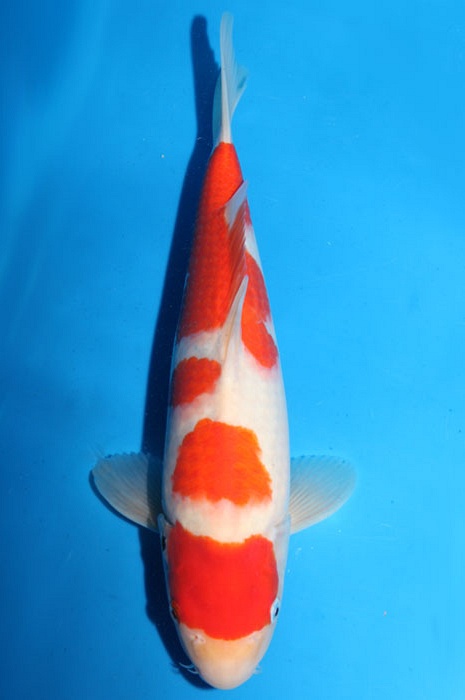 meerstaps maruten kohaku 1803020