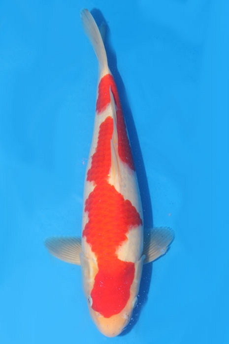 kohaku 1803035
