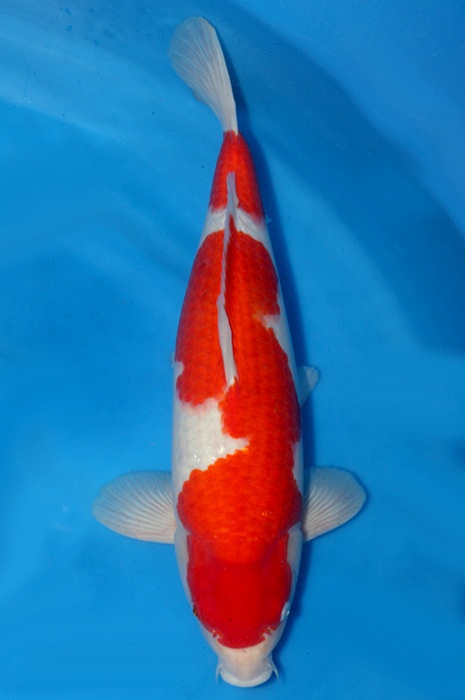 kohaku 1805003