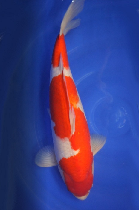kohaku 1805004