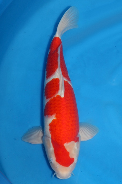 kohaku 1805008