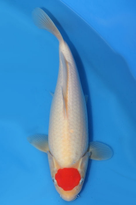 tancho kohaku 1805015