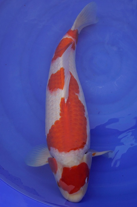 yondan kohaku 1805020