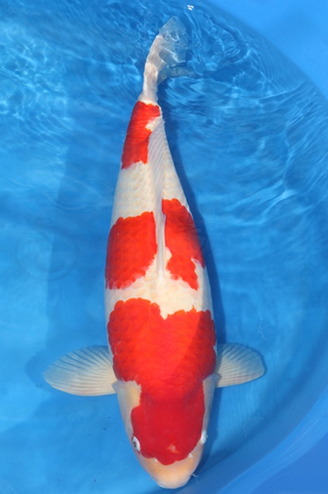 sandan kohaku 1810001