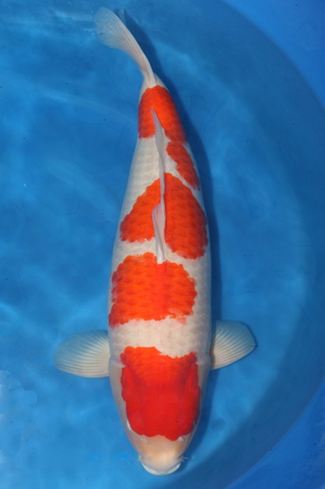 yondan kohaku 1810007
