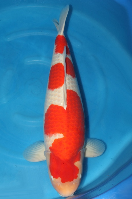 meerstaps kohaku 1811007