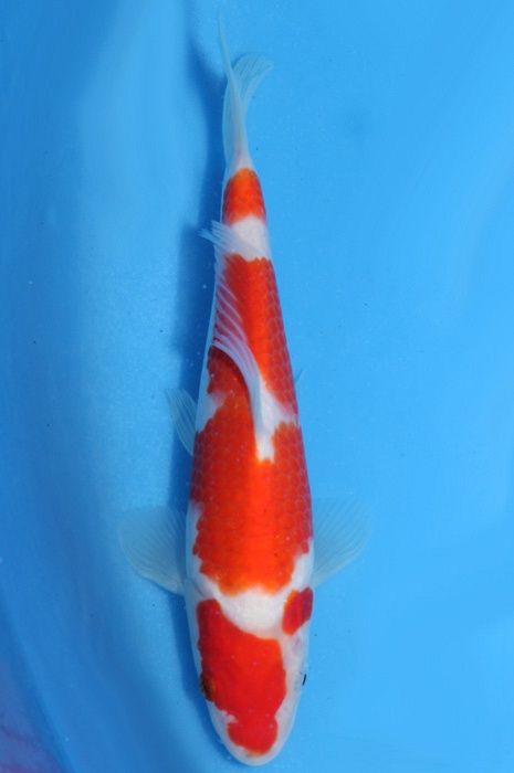 kohaku 1811050