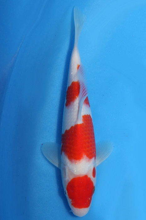 maruten meerstaps kohaku 1811053