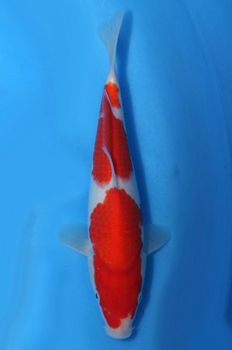 meerstaps kohaku 1811060
