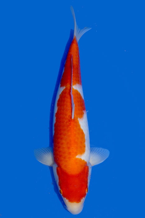kohaku 1811065