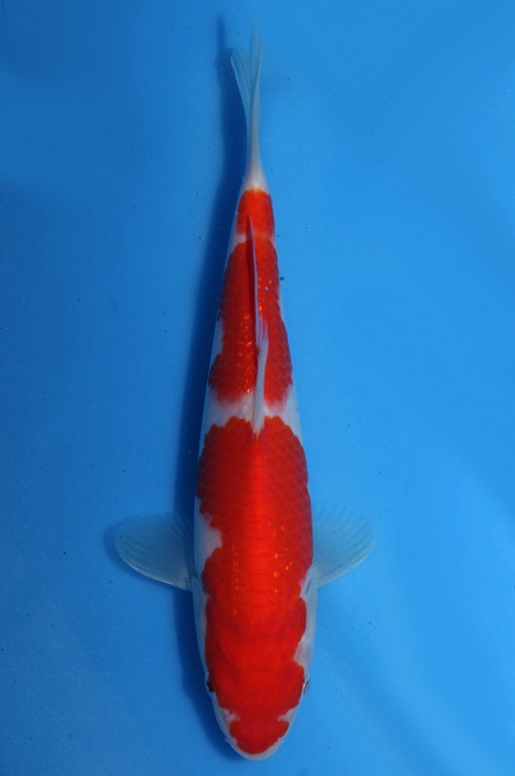 kohaku 1811069