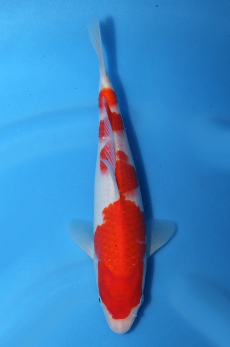 kohaku 1811086
