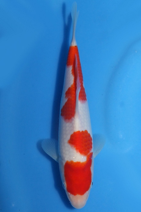 kohaku 1811088