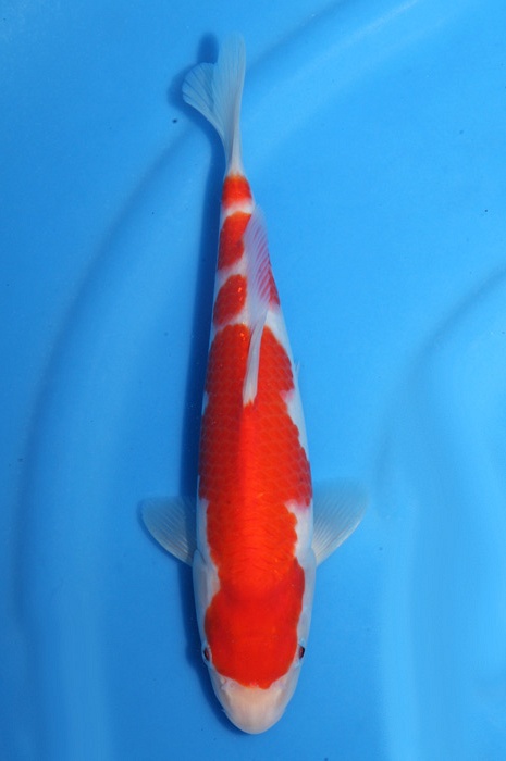 kohaku 1811089