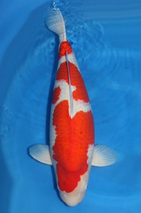 meerstaps kohaku 1811092