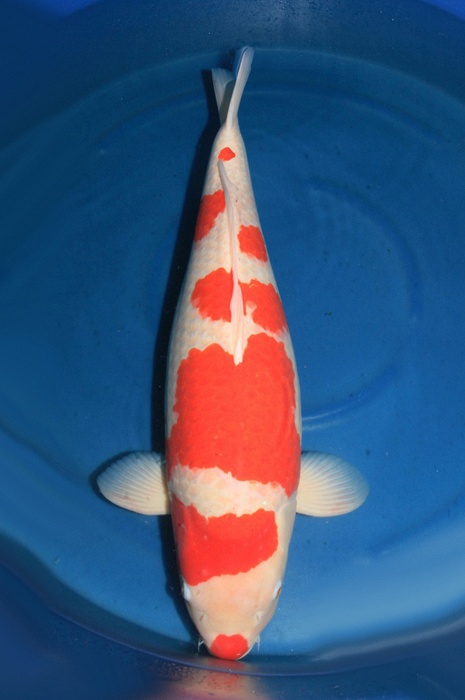 Kuchebeni kohaku 1902001