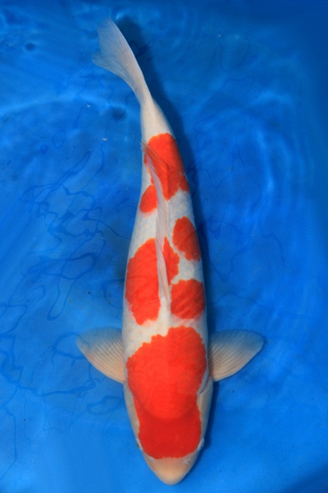 meerstaps kohaku 1904008