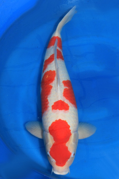 meerstaps kohaku 1904012