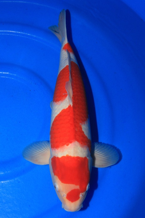 kohaku 1910013