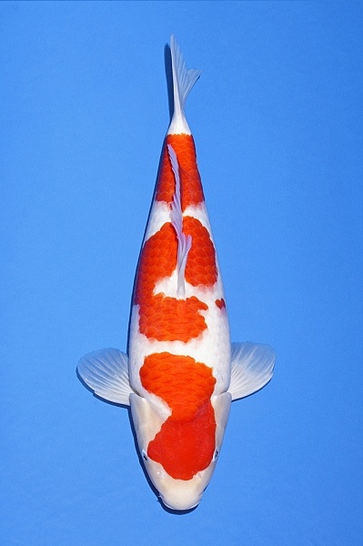 kohaku KO-V20-547