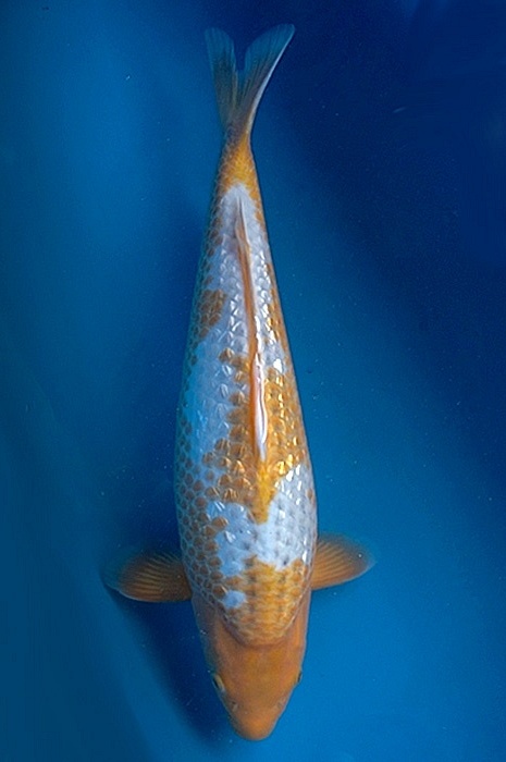 golden corn 2205029
