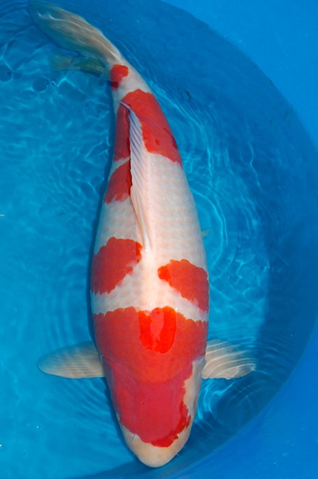 kohaku 705001
