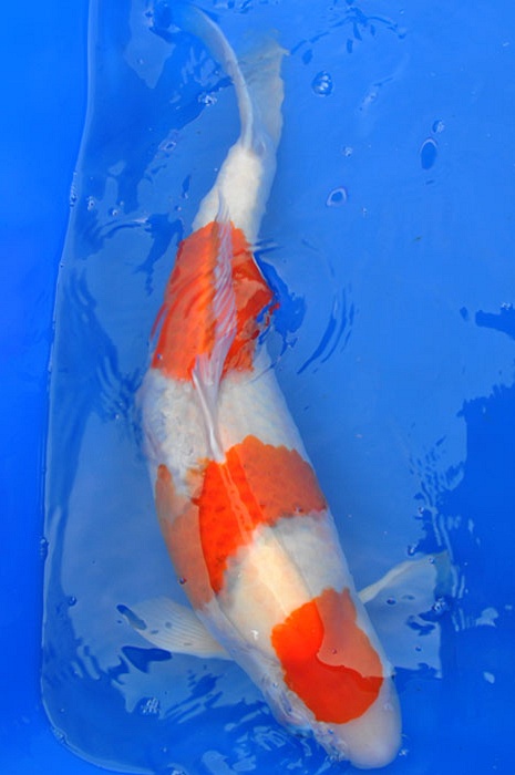 sandan kohaku 711507