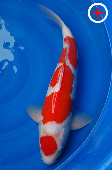Maruten kohaku 711528